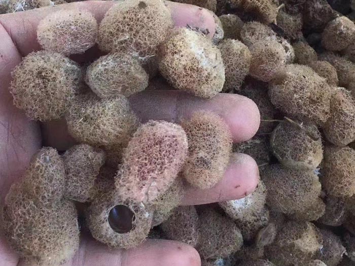 摇钱树娱乐卵茧