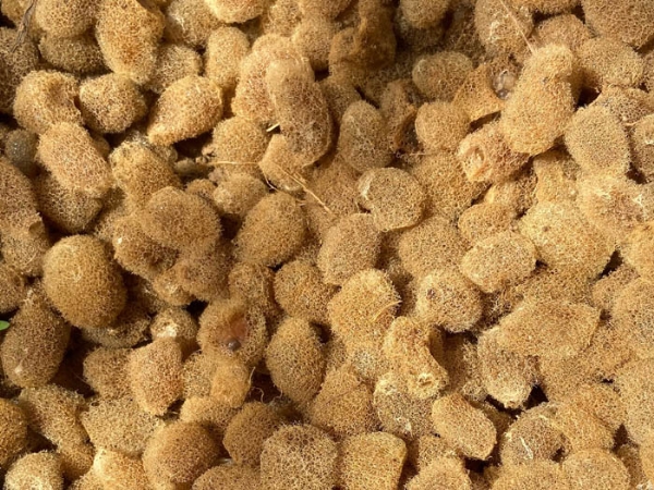 摇钱树娱乐卵茧