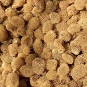 摇钱树娱乐卵茧