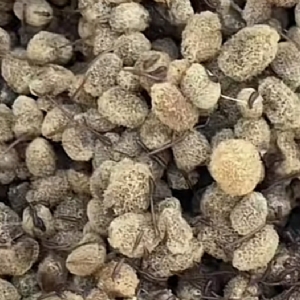 摇钱树娱乐卵茧
