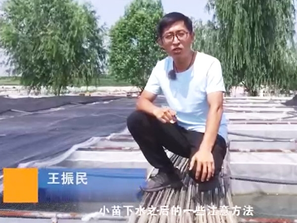 摇钱树娱乐幼苗下水后确把稳和操作