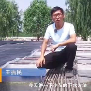 摇钱树娱乐幼苗的下水步骤