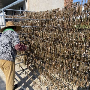 摇钱树娱乐制品